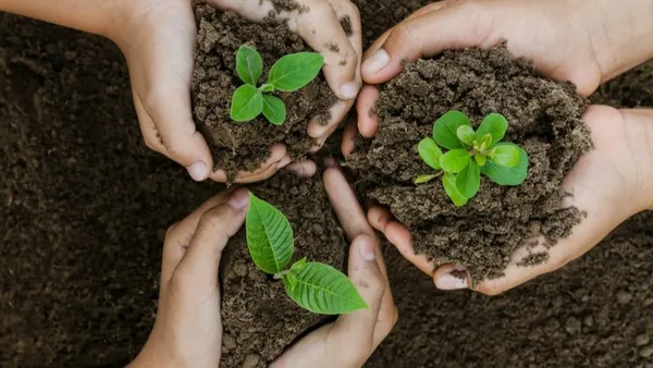 planting at the plots