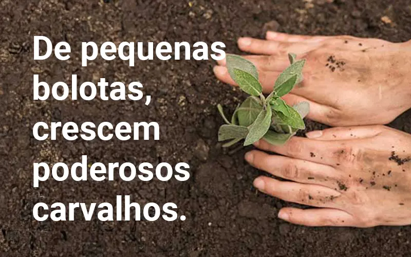 De pequenas bolotas, crescem poderosos carvalhos.