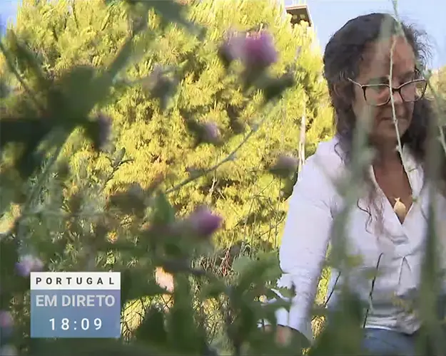 Portugal em Direto - RTP